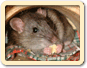 Ratten als Haustiere - artgerechte Haltung